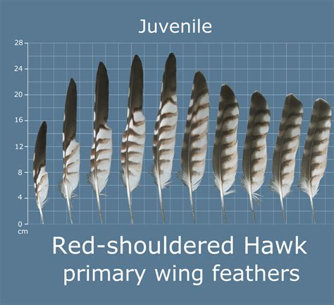 The Feather Atlas Feather Identification And Scans Us Fish And