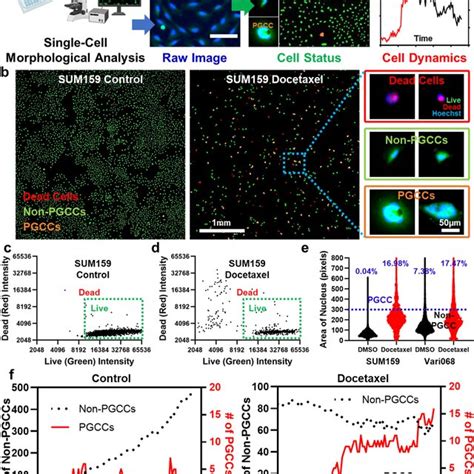 Single Cell Morphological Analysis To Identify PGCCs A A Conceptual