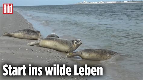 Nordsee Seehunde Erfolgreich Ausgewildert Youtube