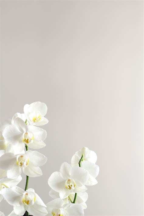 White Orchid Background Wallpaper at Amy Oconner blog