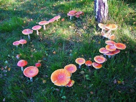 On Twitter Fairy Circle Faeries Fairy Ring