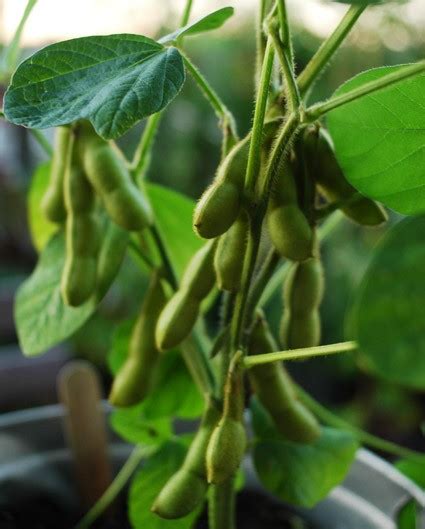 Budidaya Kacang Kedelai Pertanian Dan Perternakan