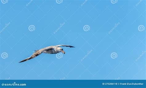 Close Up Of A Giant Petrel Macronectes Giganteus In Flight Over The