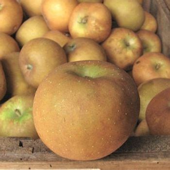 Heirloom Collection Find Apples From The Farm To Your Door