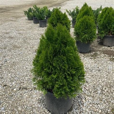 Thuja Occidentalis Smaragd Emerald Green Arborvitae Kings Sunset