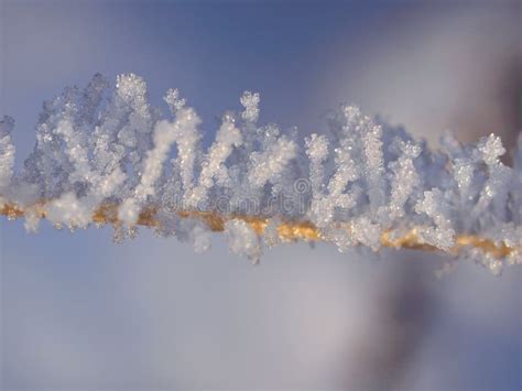 Cristalli Di Ghiaccio E Della Neve Sulle Piante Immagine Stock