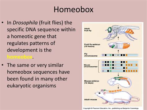 Ppt Homeobox Genes Powerpoint Presentation Free Download Id 2129427