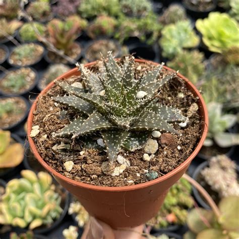 Aloe haworthioides baker – Fonte das Suculentas