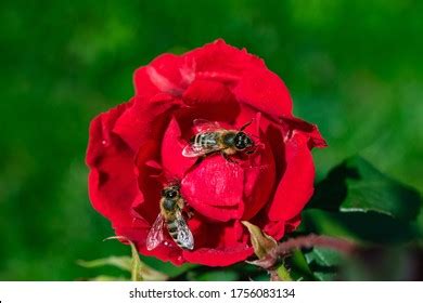 148 Bees Pollinating Rainforest Plants Images, Stock Photos & Vectors ...