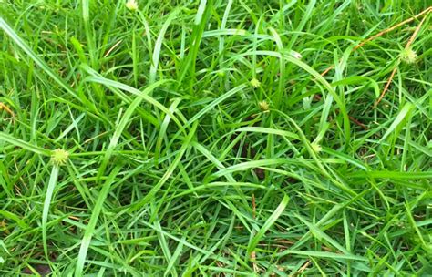 Common Lawn Weeds: Nutsedge