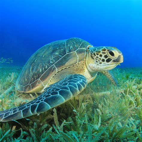 Green Sea Turtle Critter Republic Dive Center