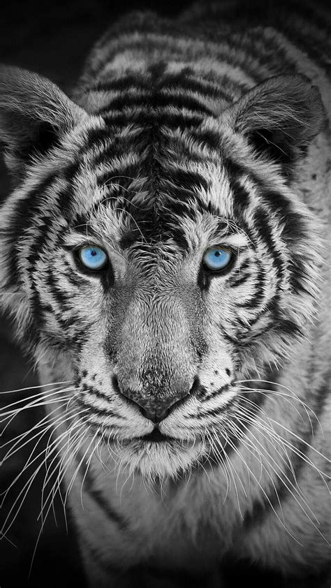 Black and White Tiger Wallpapers - Top Free Black and White Tiger Backgrounds - WallpaperAccess