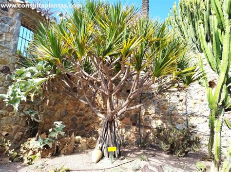 Pandanus Utilis O Pandano Cuidados