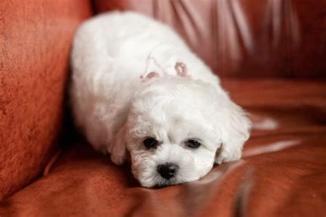 5 Common Bichon Frise Health Issues Vet Answer Hepper