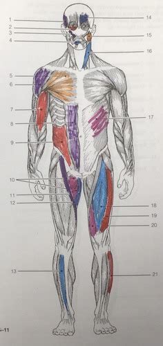 The Muscular System Flashcards Quizlet