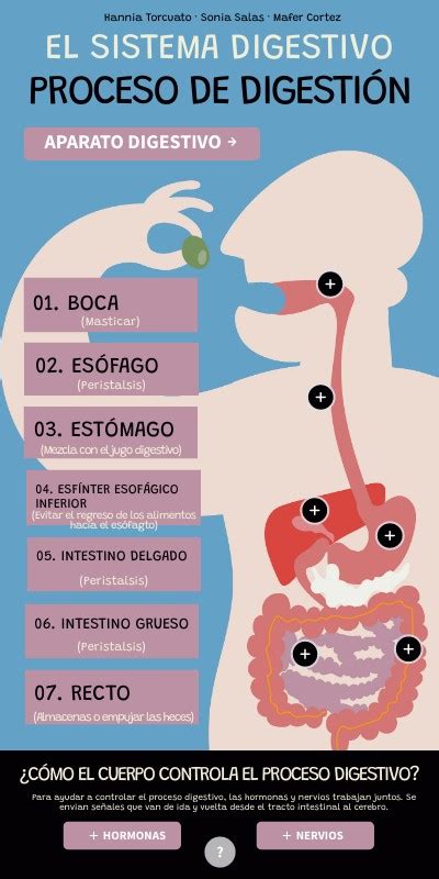 PROCESO DIGESTIVO DE LOS LÍPIDOS