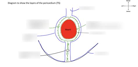 Pericardium Layers Diagram Diagram Quizlet