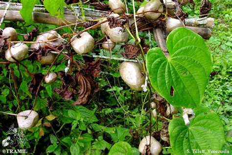 Dioscorea bulbifera | TRAMIL