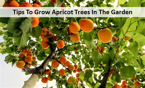 Tips To Grow Apricot Trees In The Garden My Plant Warehouse Indoor Plants Warehouse