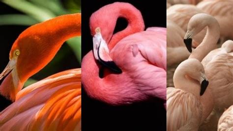 Introduzir 65 imagem por que o flamingo é rosa br thptnganamst edu vn