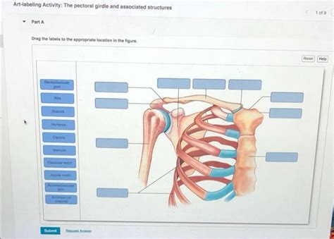 Solved Art Labeling Activity The Pectoral Girdle And Chegg