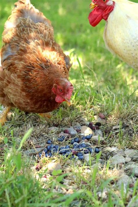 So Can Chickens Eat Blueberries