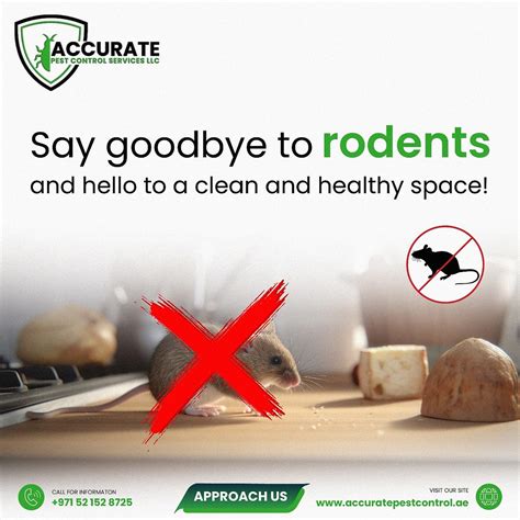 Rodent Control Service In Dubai 🚫🐭 𝐒𝐚𝐲 𝐆𝐨𝐨𝐝𝐛𝐲𝐞 𝐭𝐨 By Accurate Pest