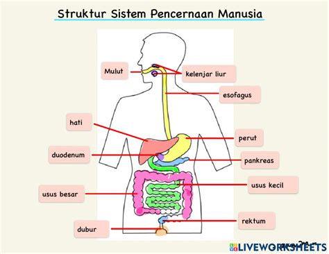 Detail Struktur Sistem Pencernaan Worksheet