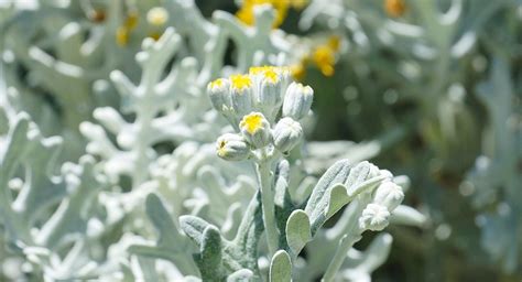 Top Autumn Flowering Perennials To Liven Up Your Garden