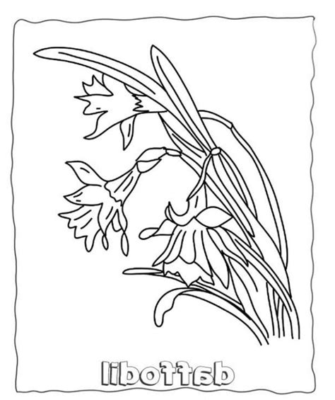 Crocus Coloring Page At Free Printable Colorings