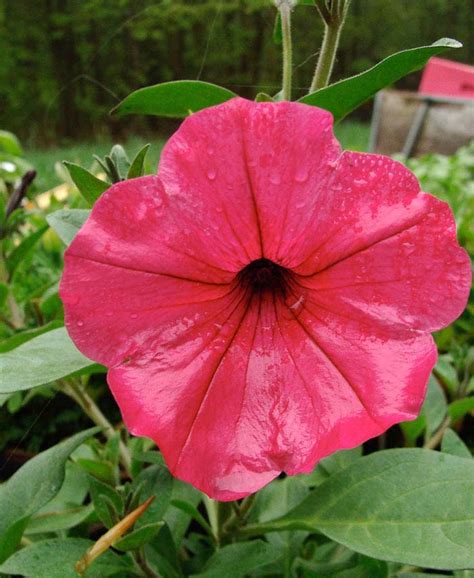 Petunia Tidal Wave Cherry
