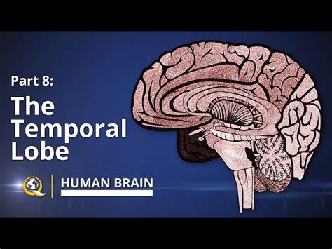 Temporal Lobe Of The Brain