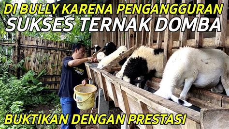 DI BULLY KELOMPOK PENGANGGURAN KINI SUKSES BREEDING DOMBA 40 EKOR PAKAN