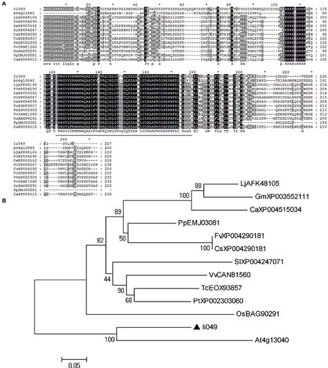 Frontiers AP2 ERF Transcription Factor Ii049 Positively Regulates