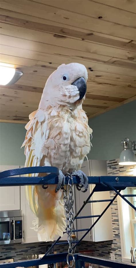 Sammy - Male Moluccan Cockatoo - Exotic Avian Sanctuary of Tennessee