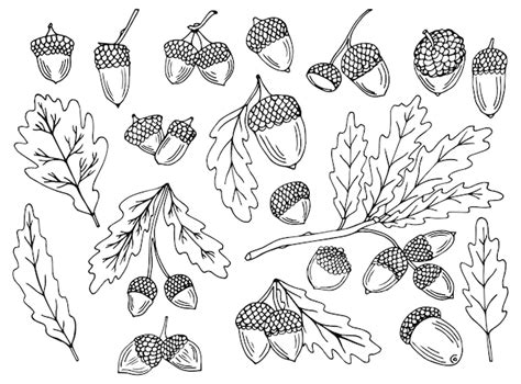 Premium Vector Acorns And Oak Leaves Vector Set Hand Drawn Doodle