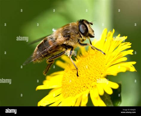 Drone fly insect hi-res stock photography and images - Alamy