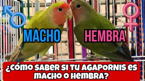 Cómo saber si tu AGAPORNIS es MACHO o HEMBRA YouTube