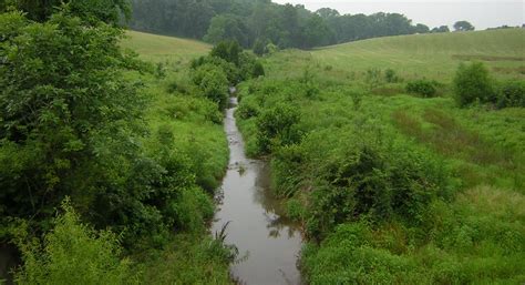 How Riparian Buffers Actually Improve Water Quality Friends Of The