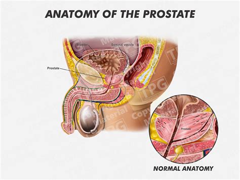 Prostate Anatomy Order