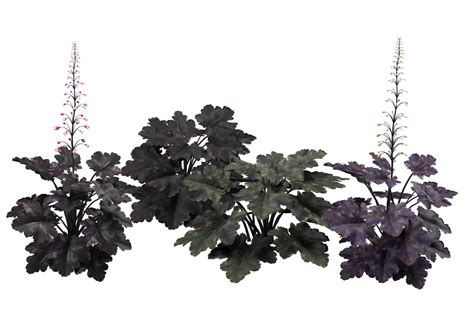 Black Pearl plant flowers - FlippedNormals