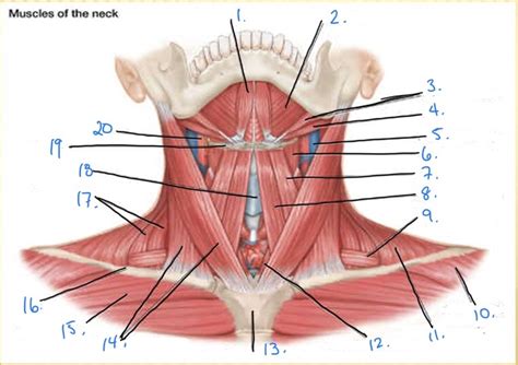 Diagram Of The Muscles Of The Neck Diagram Quizlet