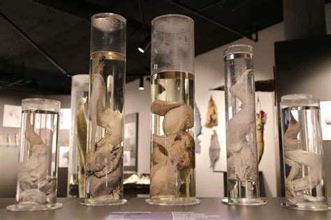 The Icelandic Phallological Museum Visitors Guide