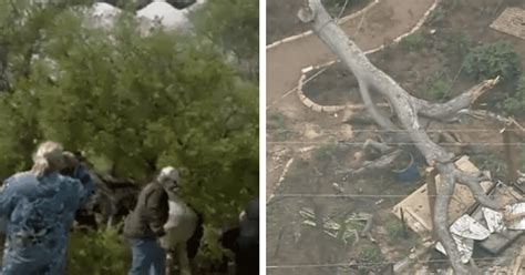 7 hurt as tree branch falls on visitors at San Antonio Zoo | MEAWW