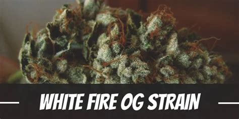 White Fire Og Cannabis Strain Information And Review