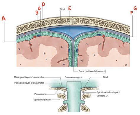 Head Meninges And Dural Sinuses Flashcards Quizlet