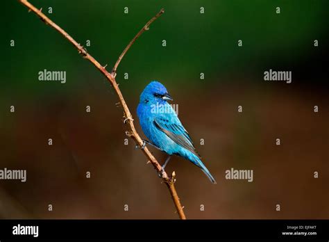 Indigo bunting - male Stock Photo - Alamy