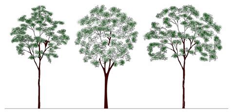 Tree CAD Blocks - Elevation - Tree 3 m - 001 - Free 2D/ 3D AutoCad ...