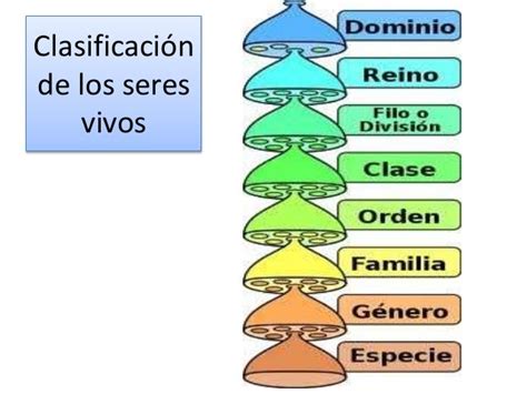 17 Clasificación De Los Seres Vivos