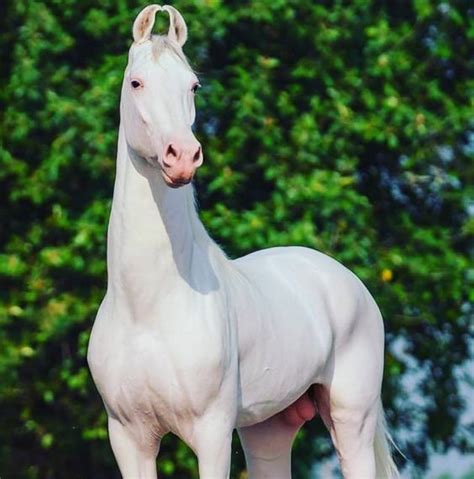 Unveiling Nukra Horses | A 100% Breed Primer